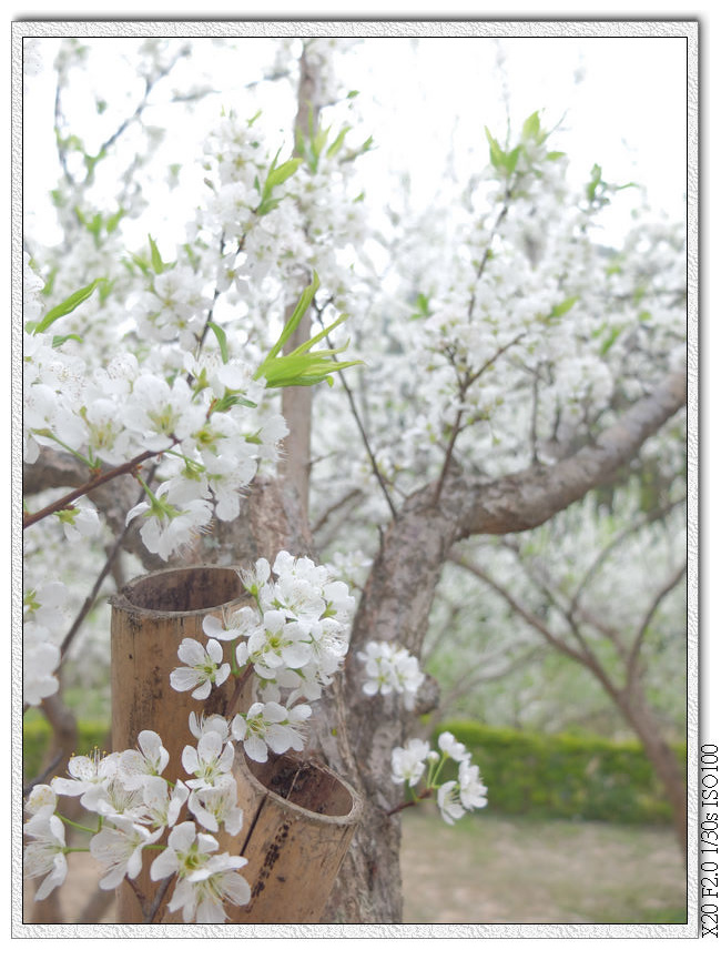 民俗公園後方園區.李花林