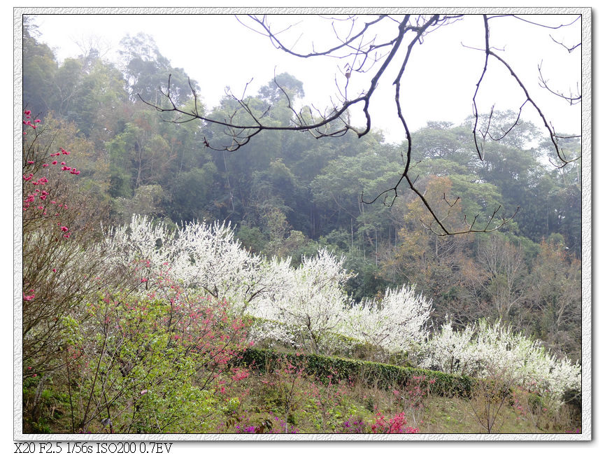 民俗公園後方園區.李花林