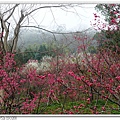 民俗公園後方園區.櫻花林