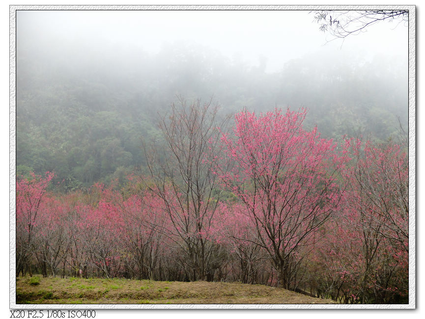 森林浴步道.櫻花