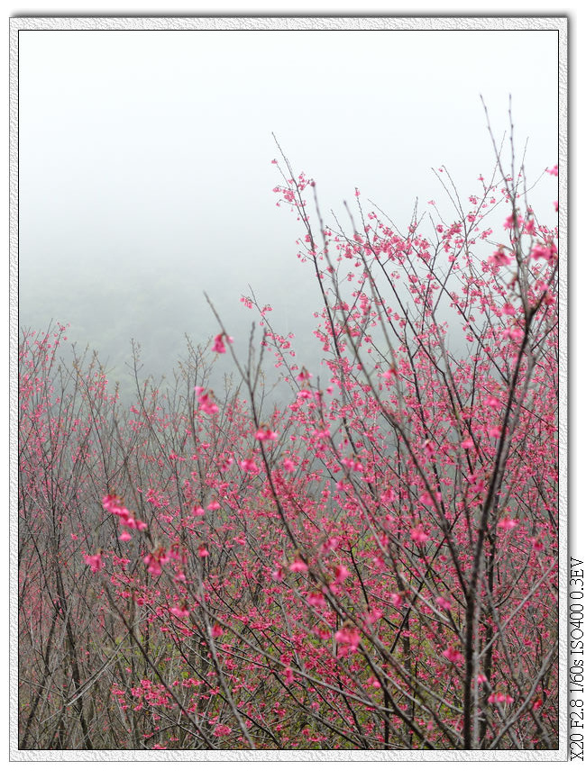 森林浴步道.櫻花