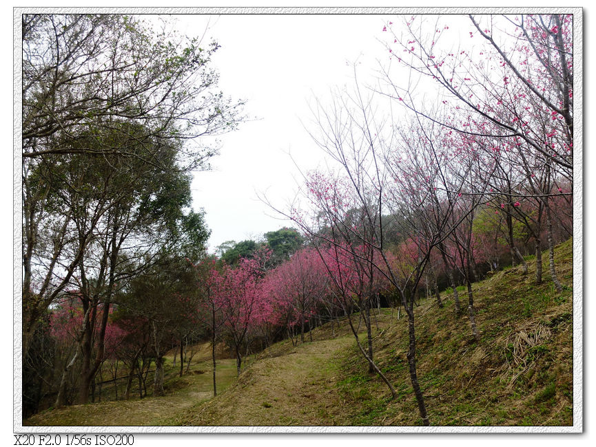 森林浴步道.櫻花