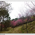 森林浴步道.櫻花