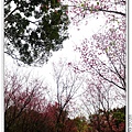森林浴步道.櫻花
