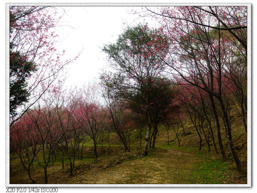 森林浴步道.櫻花