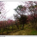 森林浴步道.櫻花