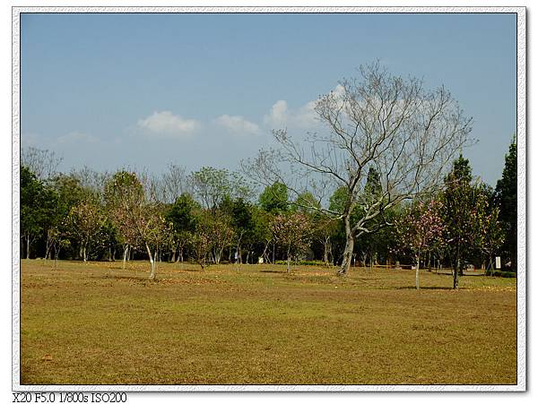 暨南大學大草地