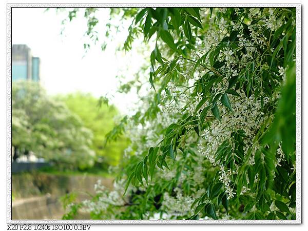 白花苦楝-潮洋環保公園