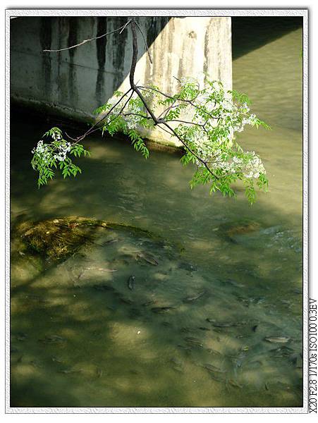 苦楝-潮洋環保公園;河裡有魚,但這水味道實在不好聞...