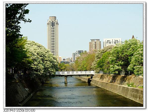 苦楝-潮洋環保公園