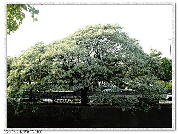 苦楝-潮洋環保公園,這棵白花苦楝真的很威