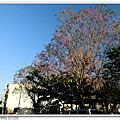 藍花楹-松勇公園