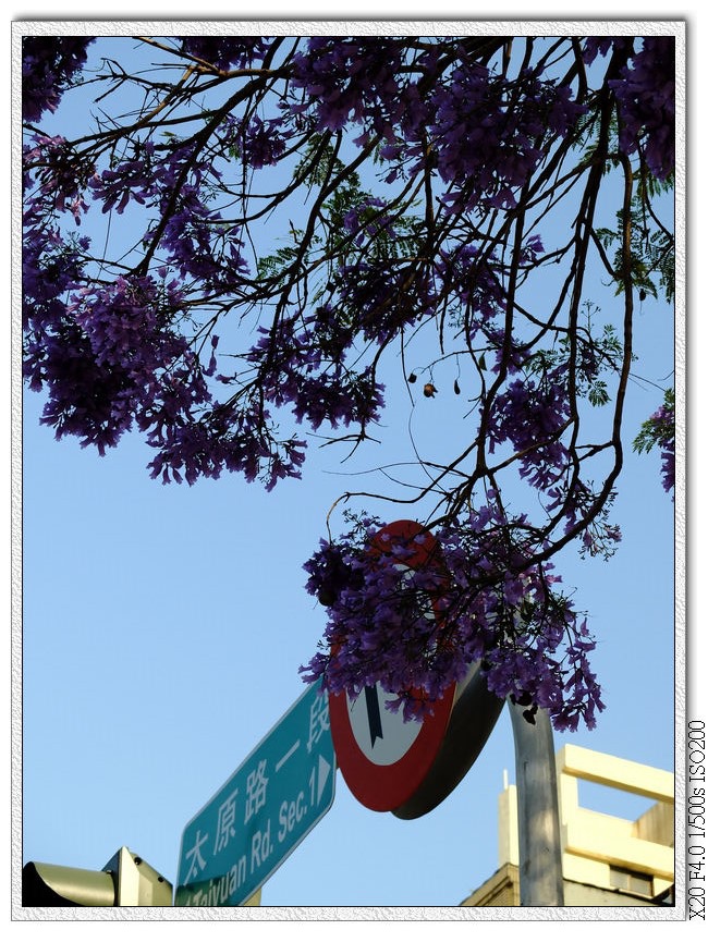 藍花楹-太原路太原二街口