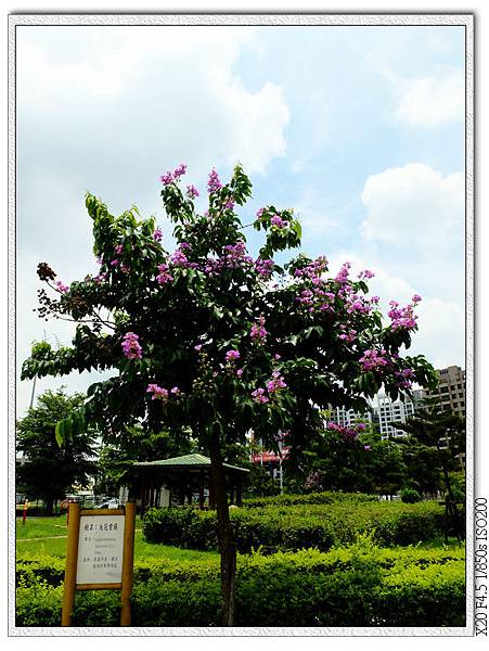 廍興公園-大花紫薇