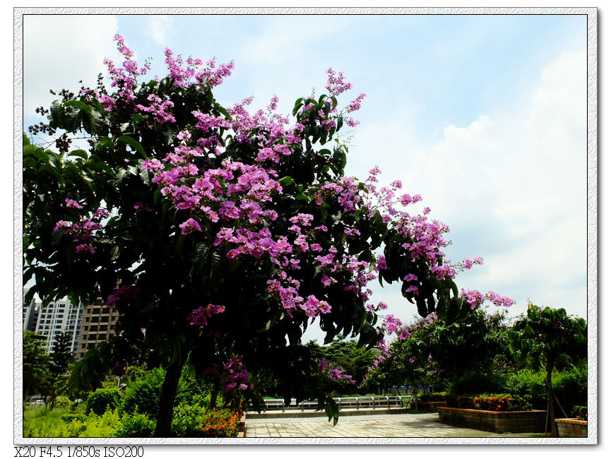 廍興公園-大花紫薇