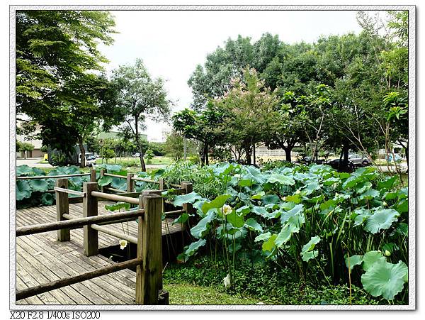 景賢公園荷花池