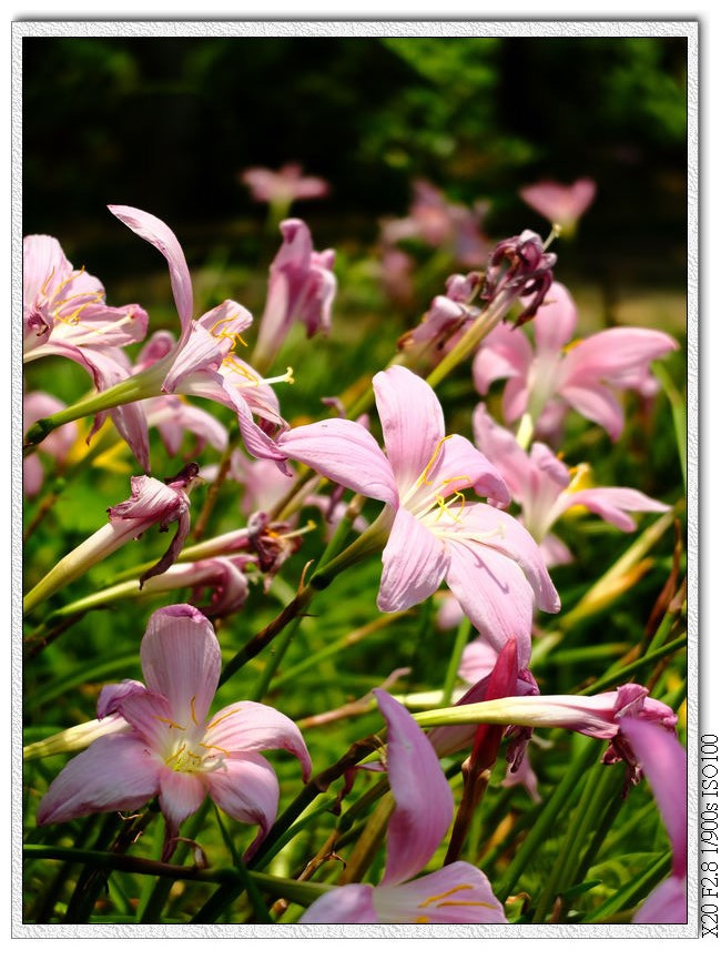 路邊小花