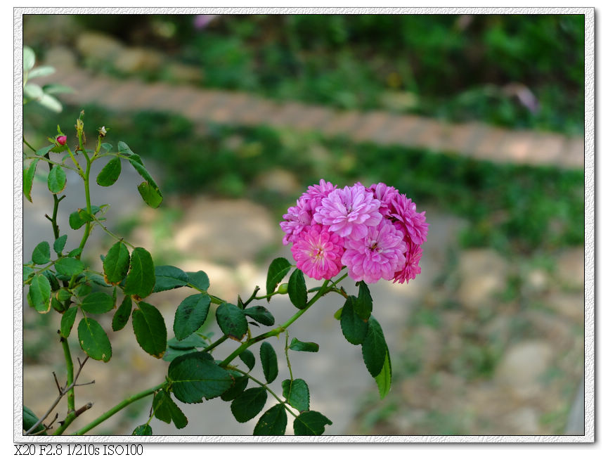 路邊小花