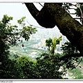 透過樹看到的大坑景觀橋,今天空氣不好,霧濛濛的