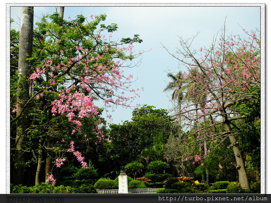 同心公園美人樹