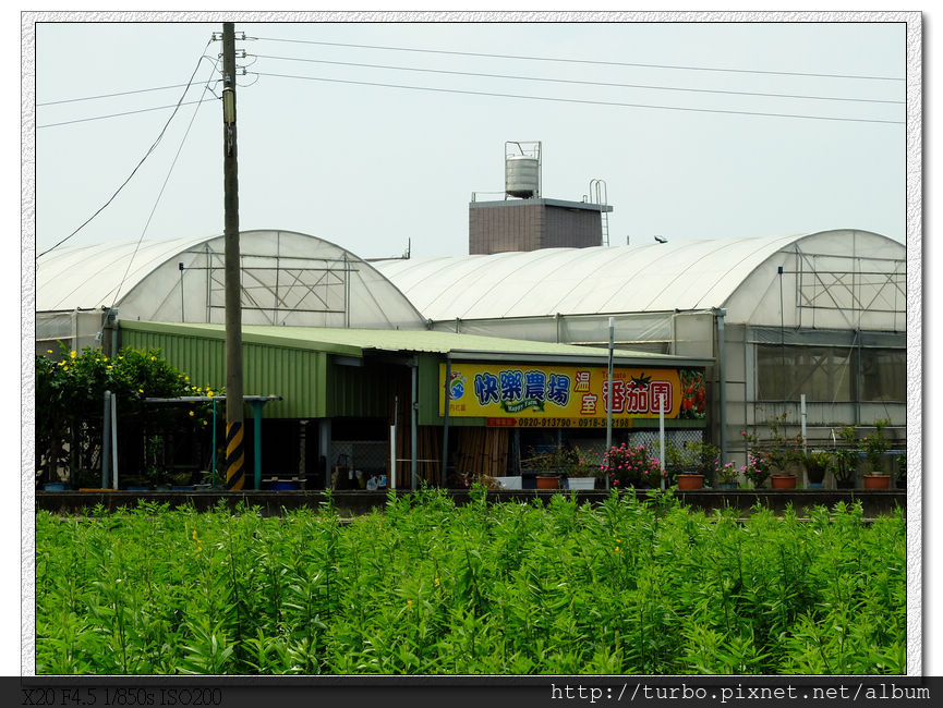 番茄園