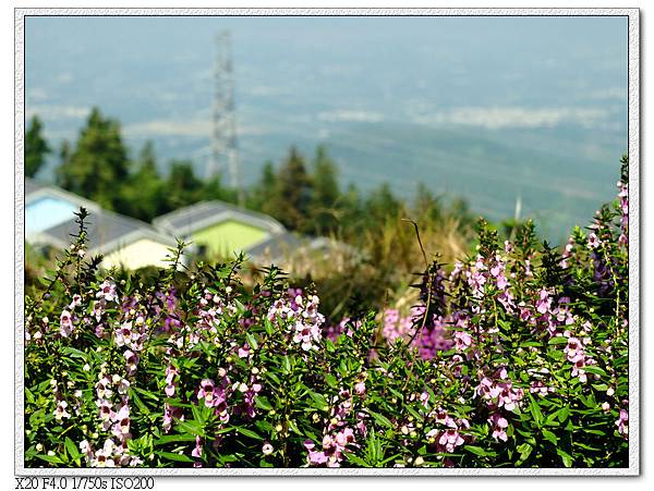 丞豐農莊民宿風景