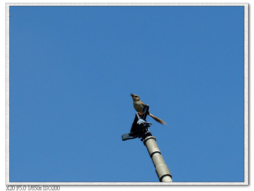 路邊的鳥