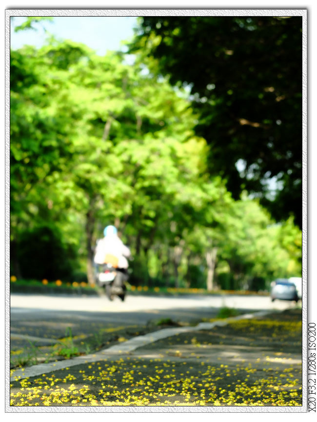 太原路台灣欒樹