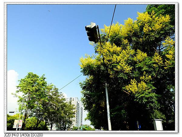 太原路台灣欒樹