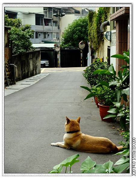 一下來就看到阿柴...