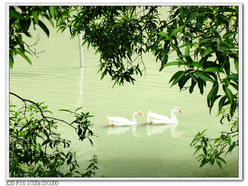 萊園.肥鵝