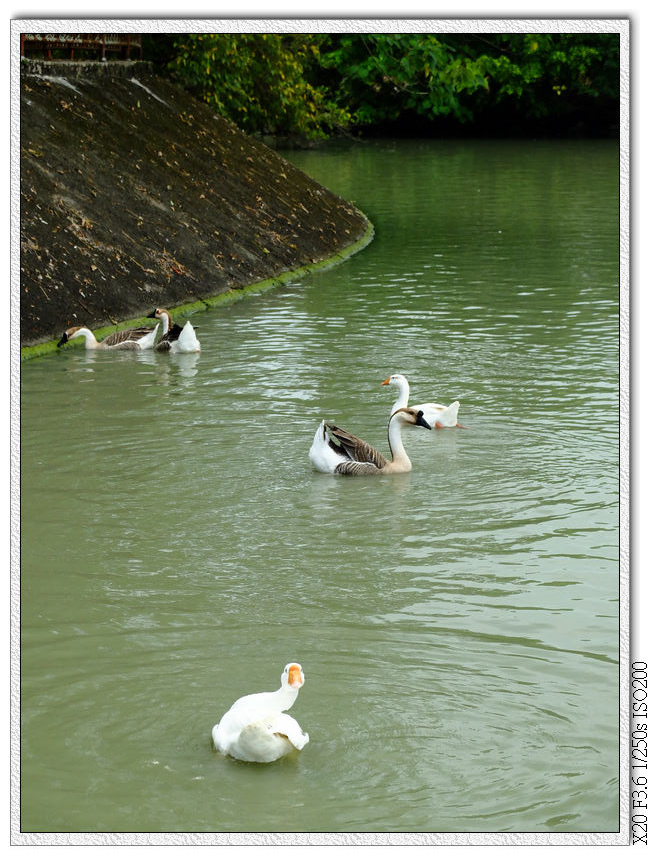 萊園.肥鵝