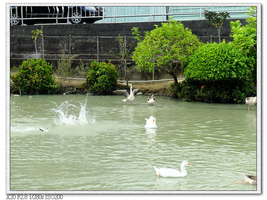 萊園.肥鵝