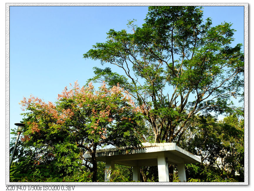 大里健康公園-台灣欒樹