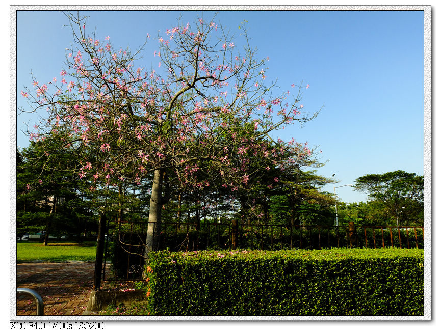 大里健康公園-美人樹