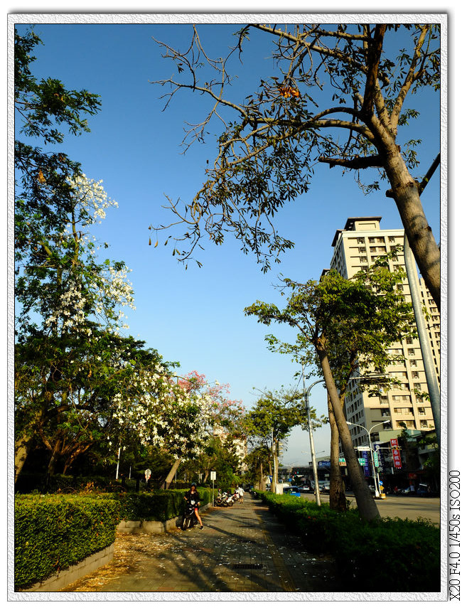 大里健康公園-美人樹