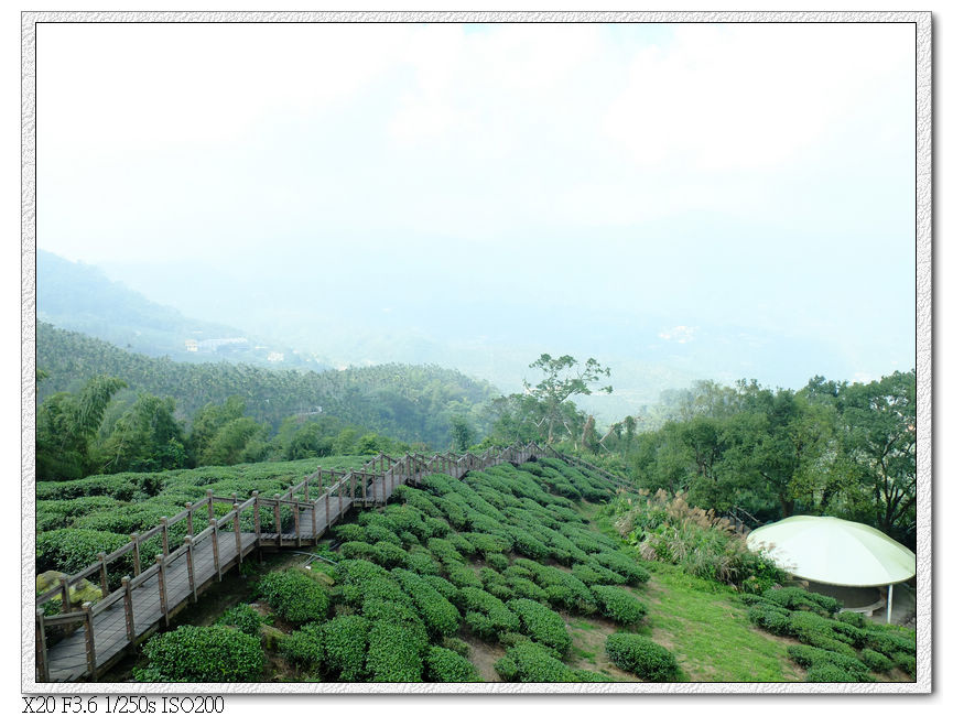 太興步道茶園觀景台