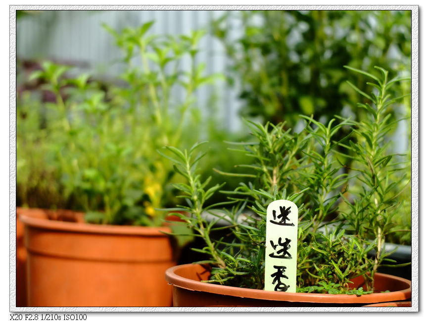綠萼春風-香草 綠萼春風-香草