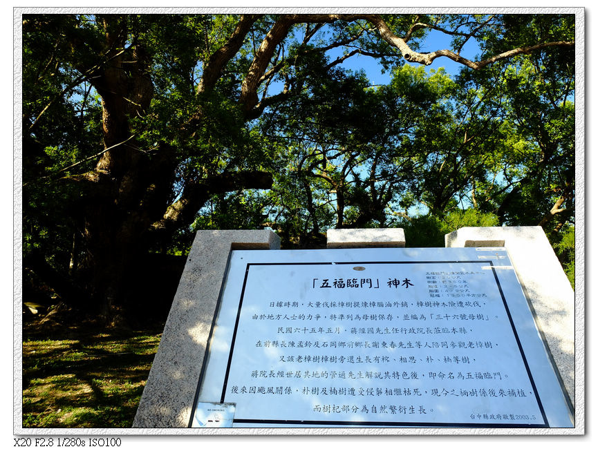 五福臨門神木