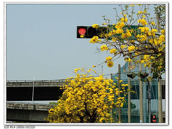 太順路-黃金風鈴木