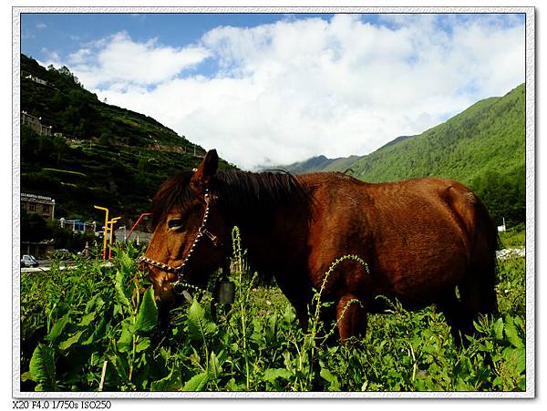 對面山坡看馬