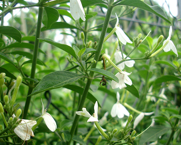 白鶴靈芝草