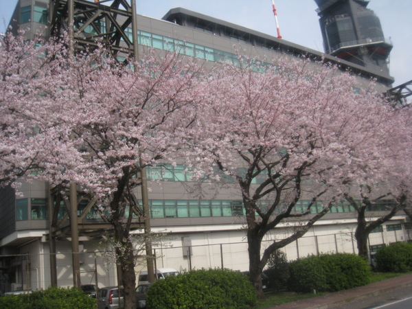 行道樹是櫻花樹