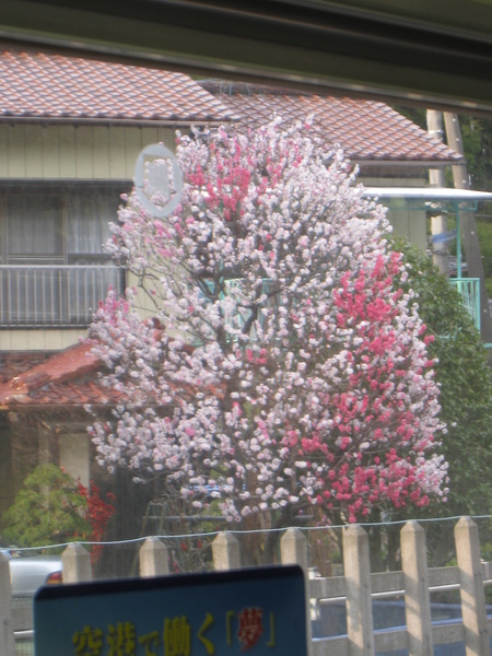 別人家的雙色花