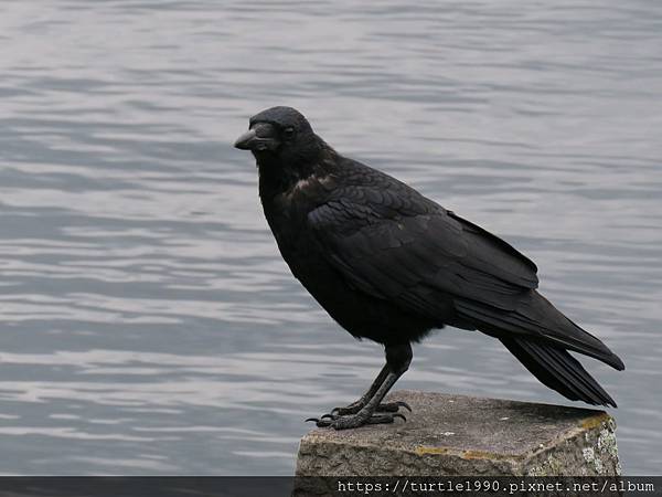 IMG_6747.JPG IMG_6747.JPG