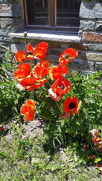 20180618_135226.jpg 20180618_135226.jpg