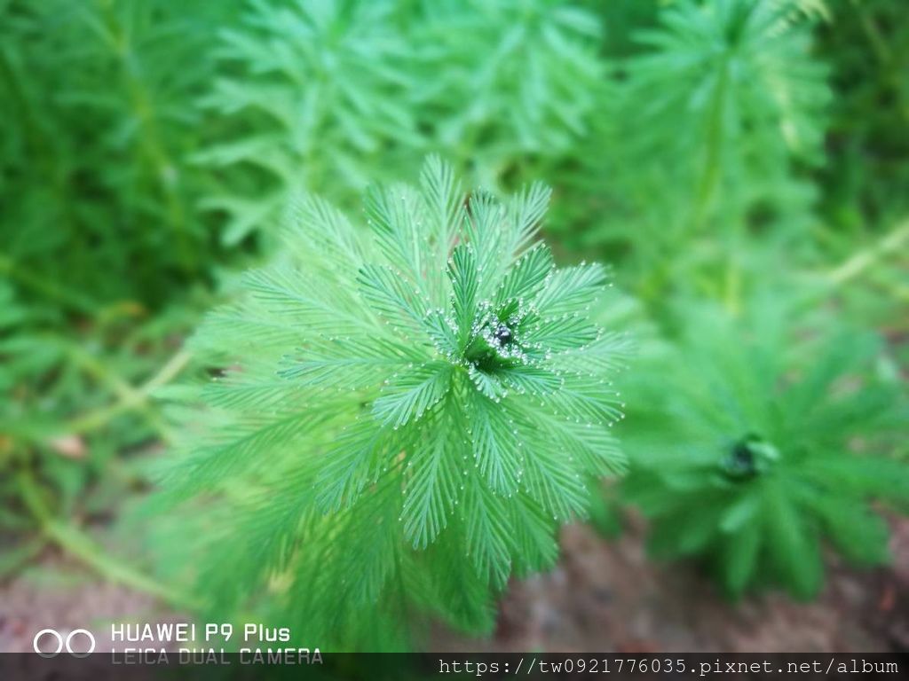 粉綠狐尾藻 Spring With Free Life 痞客邦