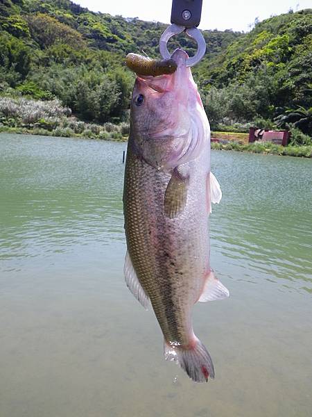 20110420-山水黑鱸競技場-09.jpg