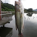 20110518-樹梅坑-2.jpg