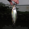 20110402-03.JPG